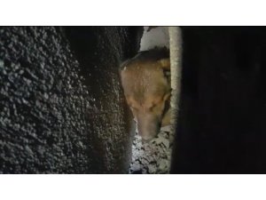 Köpeği kurtarmak için duvarı yıktılar