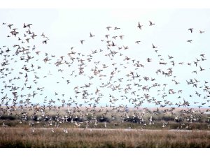Göçmen kuşların kış durağı Kızılırmak Deltası