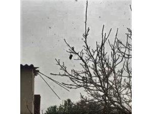 24 saat ağaçta asılı kalan kuş kurtarıldı
