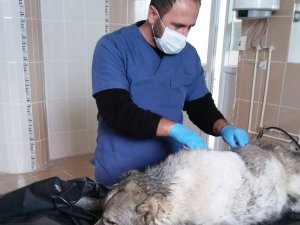 Fosseptik çukuruna düşen köpek kurtarıldı