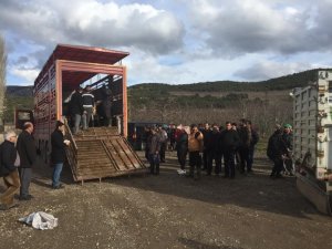 Eğirdir’de 11 genç çiftçiye hibe 55 büyükbaş hayvan dağıtıldı