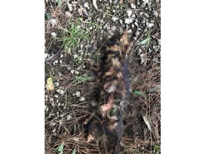 Çanakkale'de kedinin işkenceyle öldürüldüğü iddiası