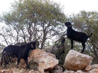 Otlatma yasağına uymayan keçi sahiplerine ceza