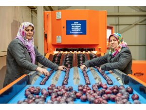 İzmirli üreticinin yüzü gülüyor