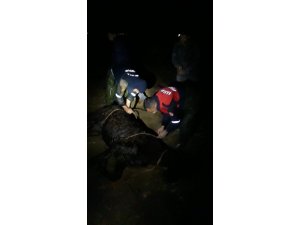 Tahliye kanalına düşen at itfaiye tarafından kurtarıldı