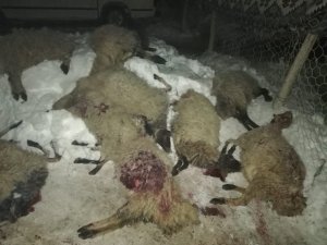 Özalp’te çıkan yangında 13 koyun telef oldu