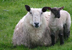 Şimdi koyun kırkma zamanı