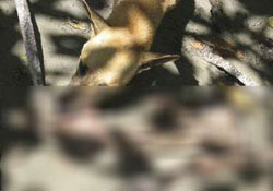 Dört günlük bebeği sokak köpekleri yedi