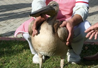 Pelikan kolonisi İvriz'de
