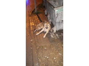 Kurt sandılar köpek çıktı