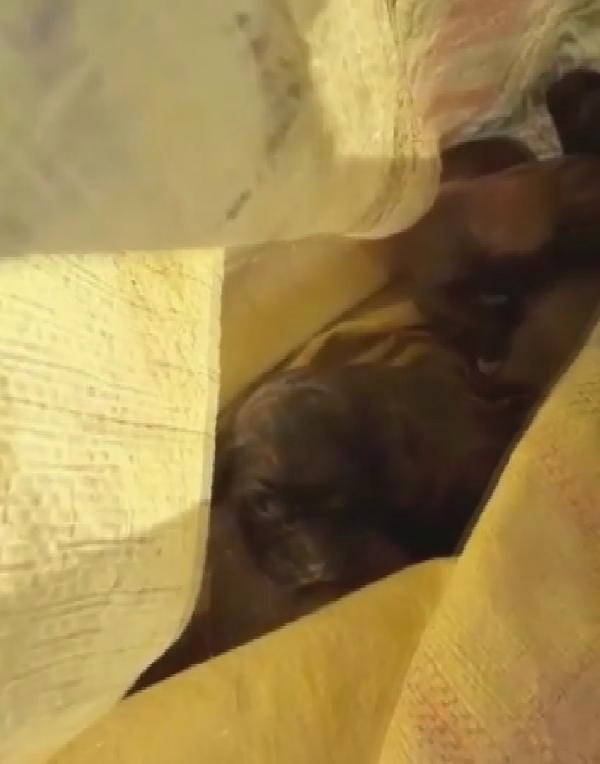 Çuval İçinde Ölüme Terk Edilen 5 Yavru Köpeğe 'Nazlı' Annelik Yapıyor