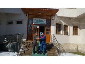 Yaralı bulunan kızıl şahine jandarmadan şefkat eli