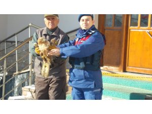 Hüyük'te doğada bulunan yaralı kızıl şahine jandarma şefkati