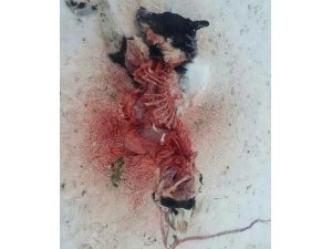 Aç kurtlar köpeği parçaladı