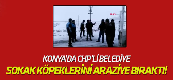 'Belediye Görevlileri, Sokak Köpeklerini Boş Araziye Bırakacaktı' İddiası