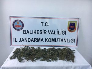 Ayvalık’ta jandarma ilçeye uyuşturucu getiren 1 kişiyi yakaladı