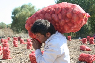 Çiftçinin yeni gözdesi patates