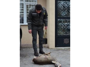 Karacayı öldüren avcı aranıyor