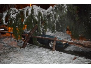 Kara dayanamayan ağaç otomobilin üzerine devrildi