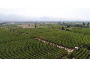 Manisa 2018 yılında 500 bin tondan fazla tarım ürünü ihraç etti