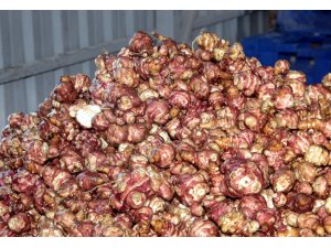 Beypazarı'nda yer elması üretimi