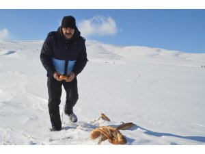 Bünyan'da yaban hayvanlarına yem bırakıldı