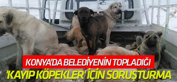 Belediyenin Topladığı 'Kayıp Köpekler' İçin Soruşturma