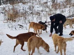 Emekli maaşını sokak hayvanları için harcıyor