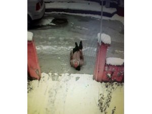 Buzlanan yolda ölümden böyle döndü