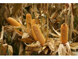 Şampiyon yerli mısır tohumları üreticilerin yüzünü güldürüyor