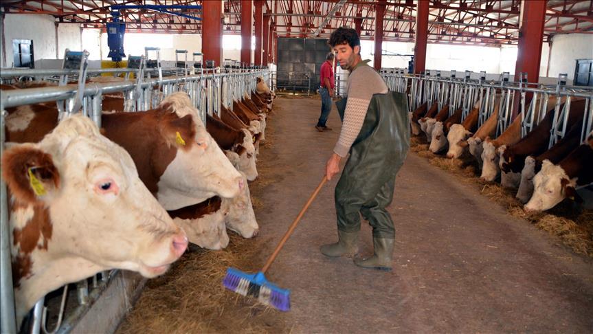 Hayvancılıkta "elektronik küpe" hazırlığı