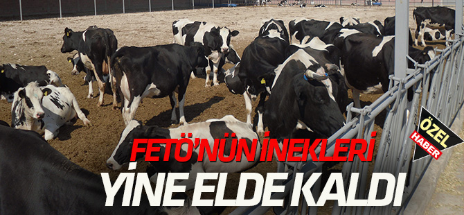FETÖ’nün inekleri yine elde kaldı