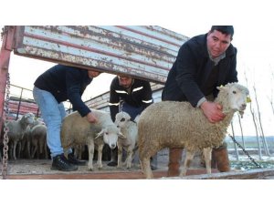 Gençlere 476 küçükbaş hayvan dağıtıldı