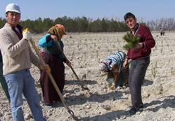 Karapınar'a 50 bin karaçam