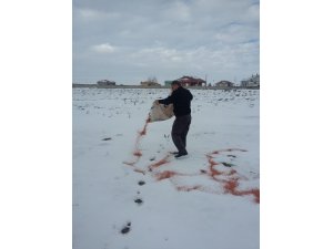 Kulu’da hayvanlara yem