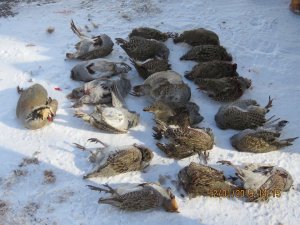 Erzincan’da kaçak avcıya 17 Bin 194 TL para cezası verildi