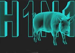 Domuz gribi biyolojik bir silah mı?