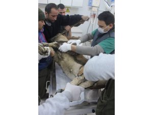 Kaçak yaban keçisi avına 21 bin 855 lira ceza