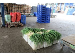 Yeşillik altın çağını yaşıyor