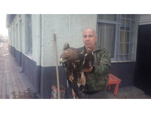 Yaralı kartal koruma altına alındı