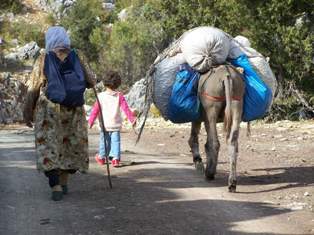 Dağ armudu için çileli yolculuk