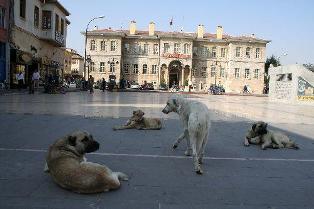 Bağdat'ı köpekler bastı