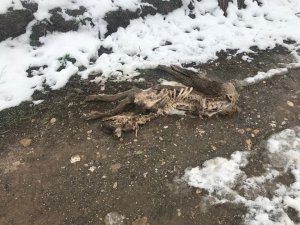 Sungurlu’da aç kurtlar köpeği parçaladı