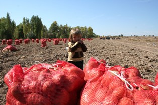 Ereğli'de patates sökümü başladı