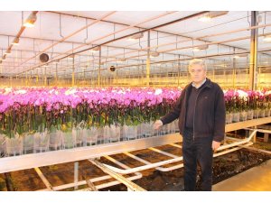 Hollanda’nın gözünü korkutan tesis yılda 1 milyon 725 bin yerli orkide üretiyor