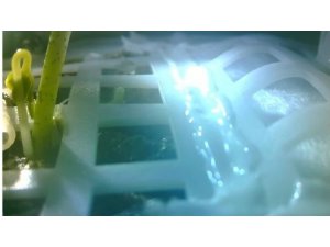 Çin’in Ay’daki tohumları filizlendi