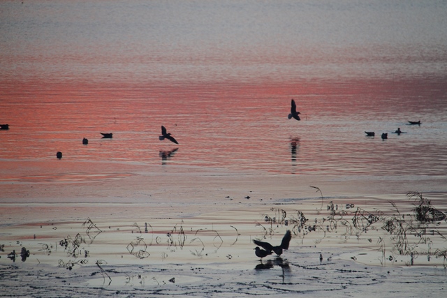 Beyşehir Gölü Milli Parkı'nda su kuşları sayılıyor