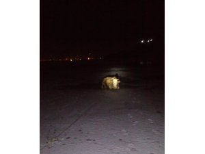 İtfaiye ekiplerinden inek kurtarma operasyonu