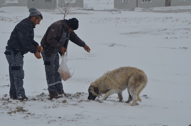 Sokak hayvanları aç bırakılmıyor