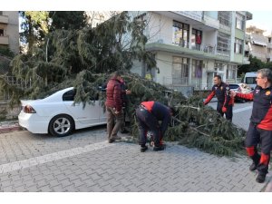 50 metrelik ağaç çocuk parkının üzerine devrildi